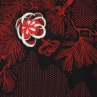 kimoyes